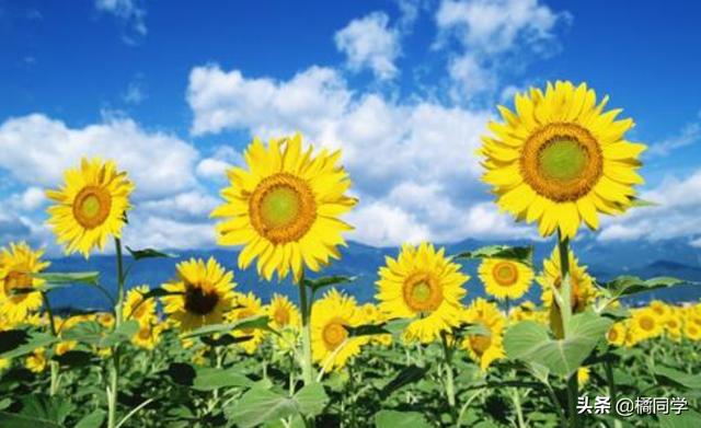 向日葵的资料和特点_向日葵的资料和特点作文