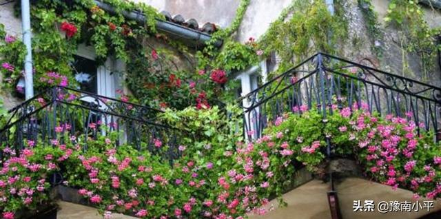 18种秋天播种的花_秋天栽种的花