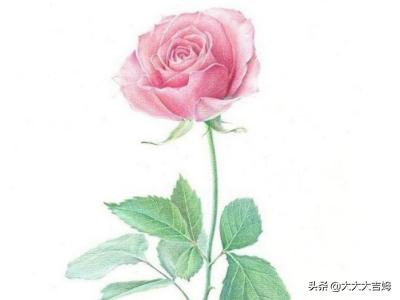 花的图片大全玫瑰_花的图片玫瑰花