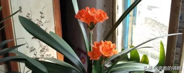 君子兰开花怎么养_君子兰开花怎么养护和管理