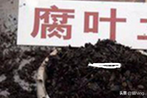 蔷薇花的种植栽培方法_蔷薇花的种植栽培方法什么季节最好