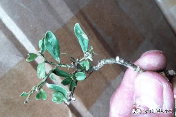 野生黄杨树什么样_野生黄杨分布