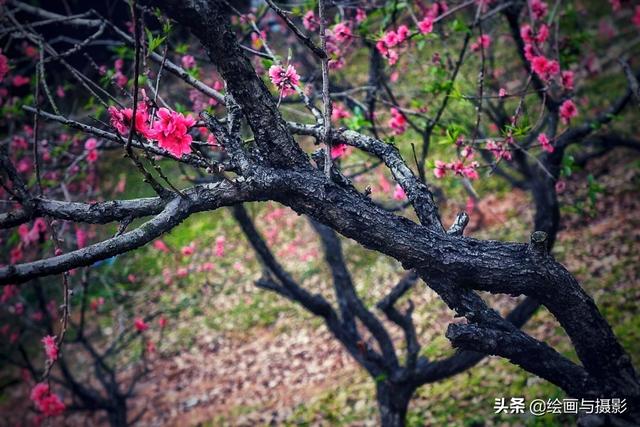 真正的梅花图片_40张最好看梅花画