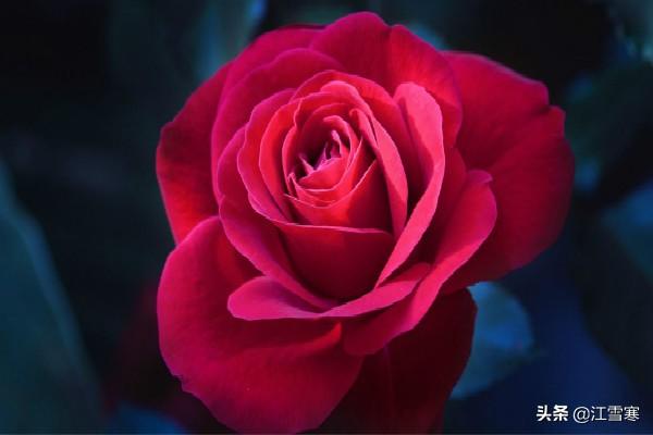 赞美玫瑰花的优美句子_赞美玫瑰花的名句