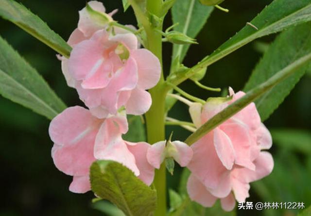 凤仙花种子传播方式是什么_凤仙花种子的传播途径有哪些