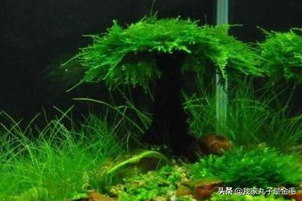 金鱼水草图片(金鱼草水草的养殖方法和注意事项)