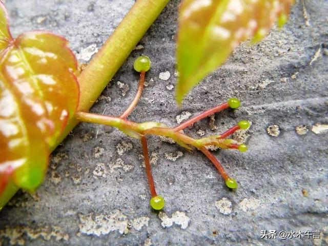 爬山虎图片大全大图真实（爬山虎图片大全大图真实版）