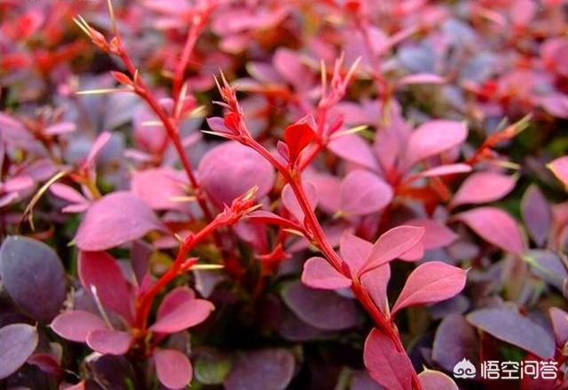 红叶小檗的功效与作用（红叶小檗怎么念）