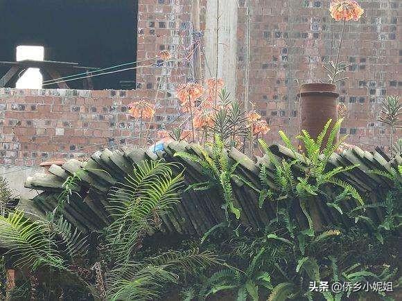 有毒的花图片大全（有毒的花有哪些图片与名称）